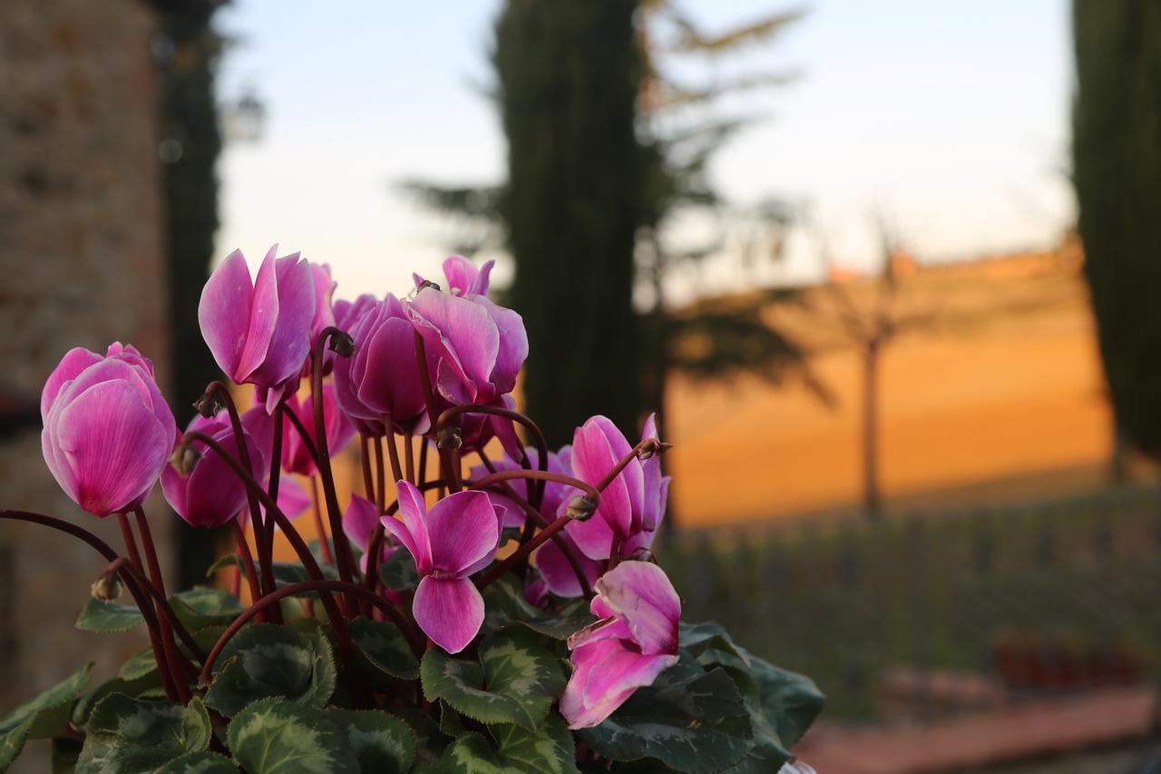 Agriturismo Bagnaia San Quirico dʼOrcia Exteriér fotografie